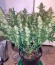 Auto Chocolate Skunk fem (00 Seeds) семена конопли