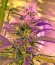 Сорт каннабиса Cheese Autoflowering