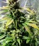 Dizzy Lights Auto fem (Dr. Krippling Seeds) семена конопли