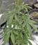 Grand Heft Auto fem (Dr. Krippling Seeds) семена конопли