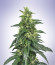 Hypnotic fem (Anaconda Seeds) семена конопли