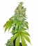 Kushberry fem (DNA Genetics) семена конопли