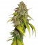 Sweet Tai fem (Sweet Seeds) семена конопли