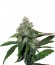 TrainWreck fem (Green House Seeds) семена конопли