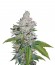 White Berry fem (VIP Seeds) семена конопли