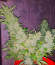 Za-Za OG fem (Herbies Seeds) семена конопли
