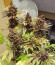 Auto Purple fem (Pyramid Seeds) семена конопли