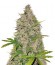 Berries & Cheese fem (Sumo Seeds) семена конопли