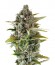 Critical Cheese fem (Dinafem Seeds) семена конопли