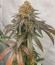 ETHOS Apex F1 reg (Ethos Genetics) семена конопли