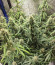 Original Auto Sour Diesel fem (FastBuds) семена конопли