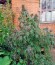 Purple Afghan Kush fem (Dinafem Seeds) семена конопли