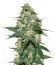 Skunk 47 fem (World of Seeds) семена конопли