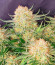 Ztrawberriez Auto fem (FastBuds) семена конопли