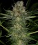 Serious Kush fem (Serious Seeds) семена конопли