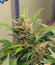 Triple G Auto fem (Royal Queen Seeds) семена конопли