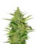 Fast Eddy Automatic CBD fem (Royal Queen Seeds) семена конопли