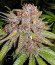 Glue Cookies fem (AlphaFem Seeds) семена конопли