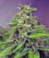 Hypnotic fem (Anaconda Seeds) семена конопли