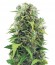 Auto Northern Light fem (Bulk Seed Bank) семена конопли