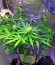 Northen Light X Skunk fem (World of Seeds) семена конопли