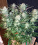Original Blackberry auto fem (FastBuds) семена конопли