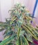 Skunk #1 fem (Sensi Seeds) семена конопли