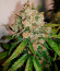 Wedding Glue Auto fem (FastBuds) семена конопли