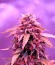 Auto Northern Lights fem (00 Seeds) семена конопли