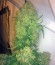 Budzilla fem (Heavyweight Seeds) семена конопли