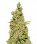 CBD-Chronic fem (Serious Seeds) семена конопли