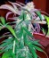 Caboose fem (Strain Hunters) семена конопли