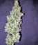 Chemdog fem (Green House Seeds) семена конопли