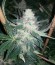 Incredible Bulk fem (Dr. Krippling Seeds) семена конопли