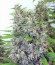 Kali Mist reg (Serious Seeds) семена конопли