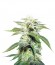 Original White Widow (IBL) fem семена конопли