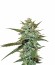 Sweet Haze reg (DNA Genetics) семена конопли
