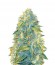 Auto Northern Light fem (Victory Seeds) семена конопли