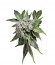 Blue Pyramid fem (Pyramid Seeds) семена конопли