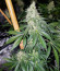 Blueberry Hill fem (Herbies Seeds) семена конопли