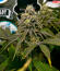 Jealousy Kush fem (Seedkeepers) семена конопли