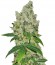 K-Train fem (Green House Seeds) семена конопли