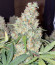 Original Auto Skunk fem (FastBuds) семена конопли