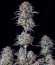 Original Blackberry auto fem (FastBuds) семена конопли