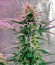 Roadrunner Autoflowering #2 fem семена конопли
