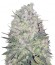 White Widow Original fem (Sumo Seeds) семена конопли