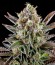 White Widow fem (Dinafem Seeds) семена конопли