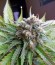 Atomical Haze fem (Paradise Seeds) семена конопли