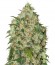 Аmnesia Haze fem (Bulk Seed Bank) семена конопли