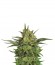 Haze Berry fem (Royal Queen Seeds) семена конопли